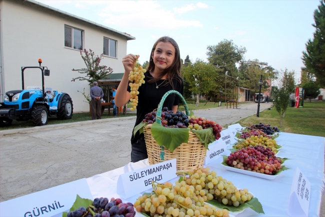 Trakya Bağ Bozumu ve Ekoloji Festivali'nde 90 çeşit üzüm sunuldu